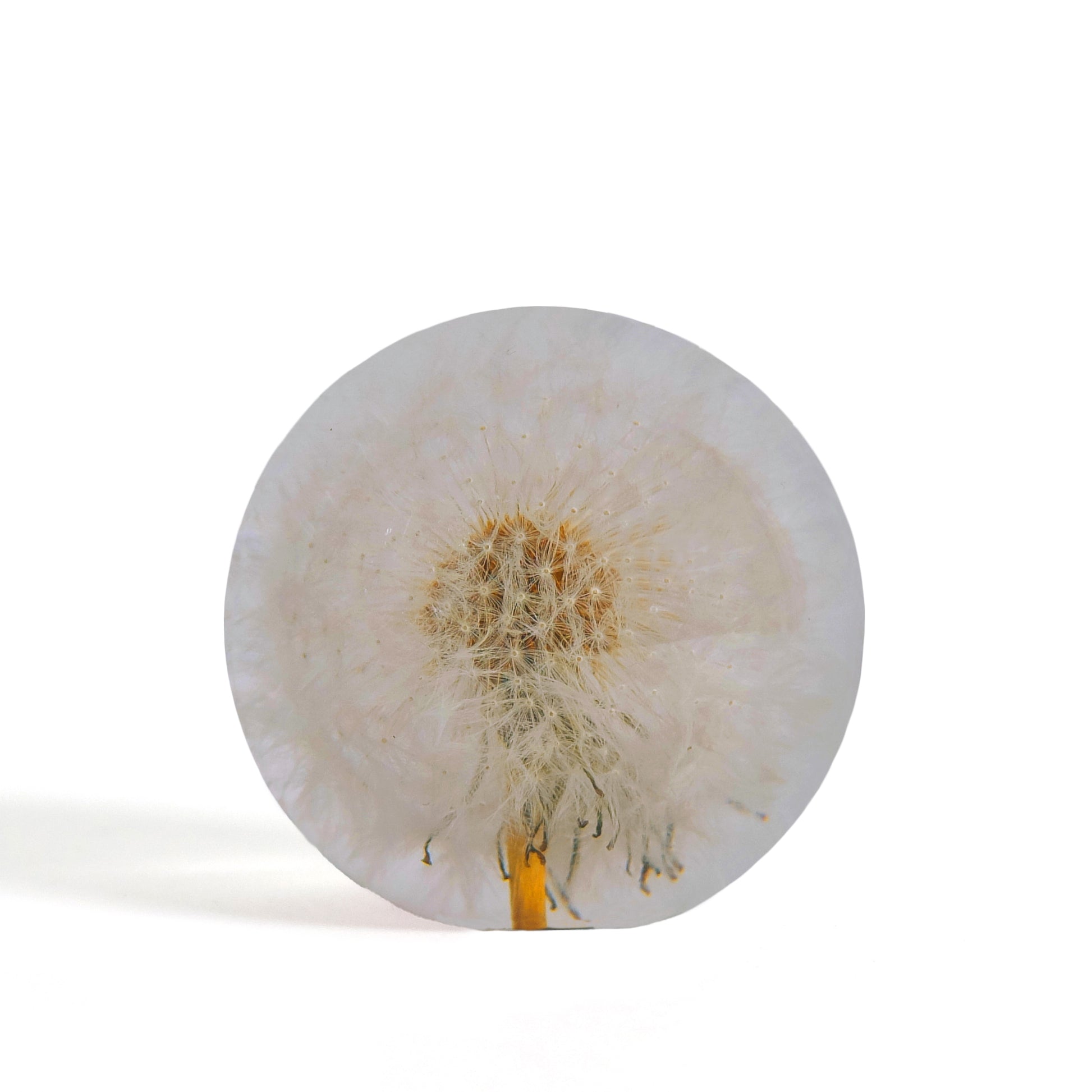 Dandelion Paperweight Small│Presse-papier Hafod Grange│Paardenbloem│Voorkant met witte achtergrond