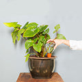 Waterworks Large│art. WWSET-L│House of Thol│hand aan glazen bol in plantenpot