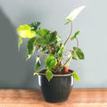 Waterworks Large│art. WWSET-L│House of Thol│in plantenpot op houten plank