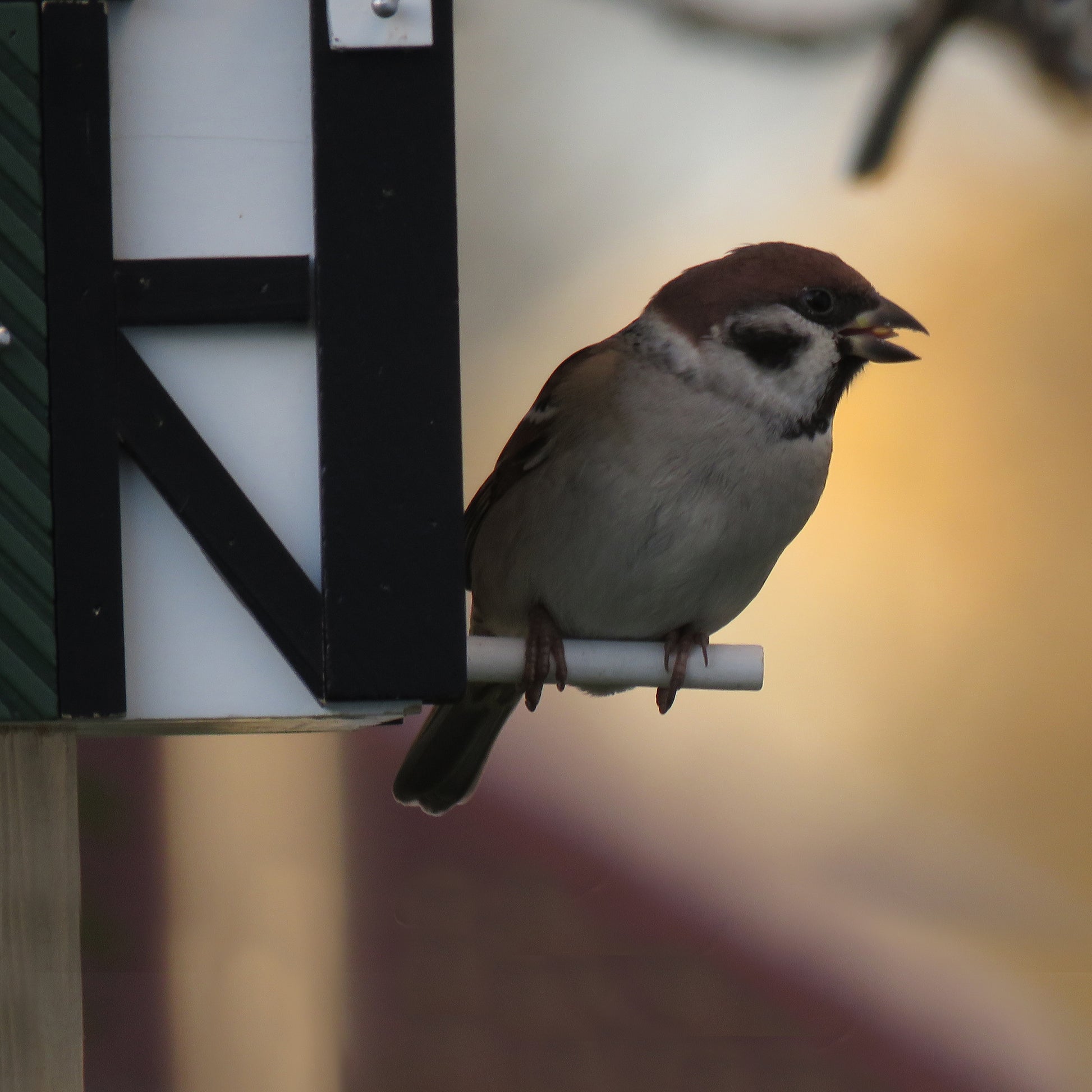 Multiholk Vakwerkhuis Vogelhuis│Wildlife Garden│art. WG109│close up vogeltje op stuk voederhuis
