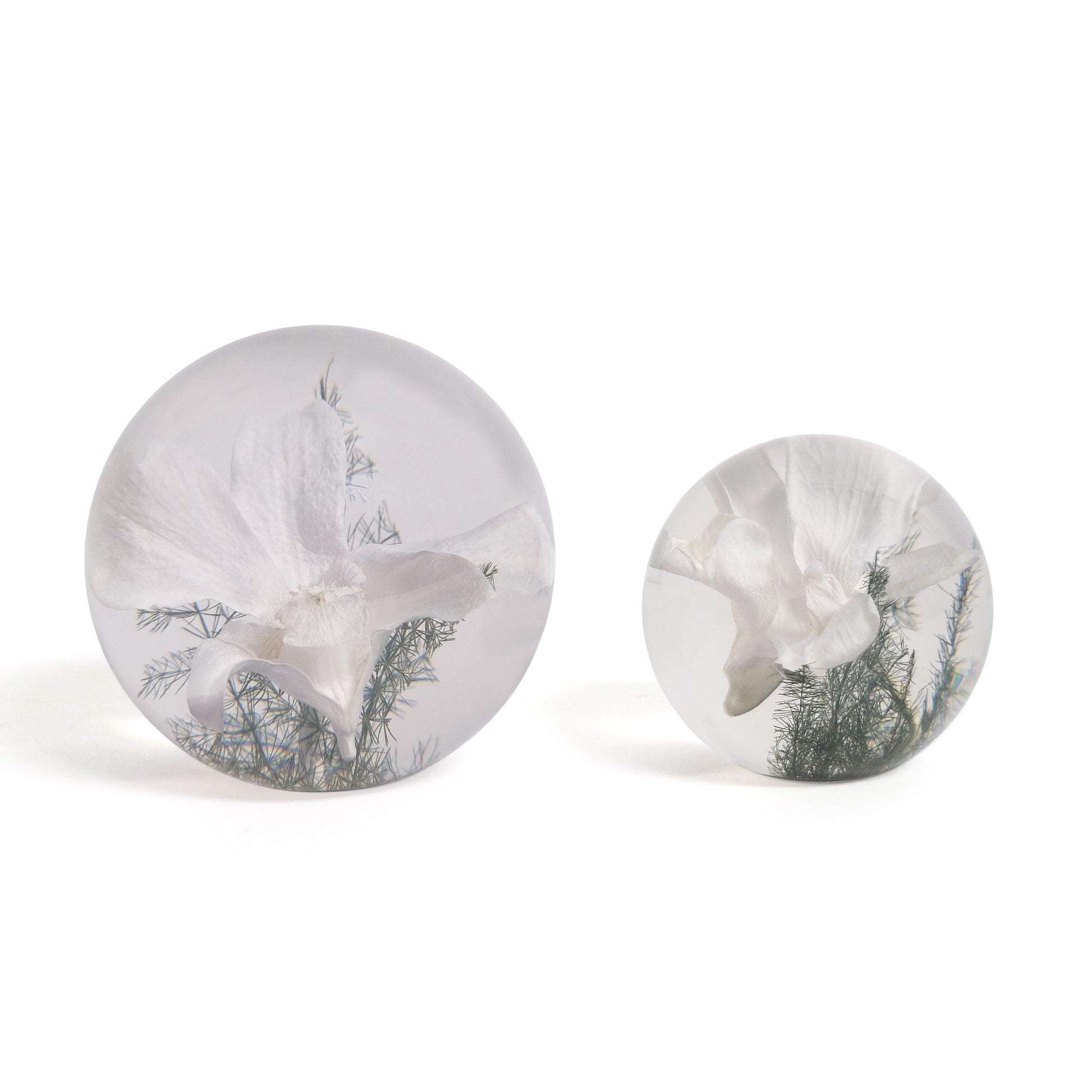 White Orchid Paperweight large│Hafod Grange│Presse-Papier witte orchidee│kleine en grote versie naast elkaar