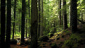 Birdybox White Jesmonite│relaxound│Vogelgeluiden│art. 11BB0801001│video vogelgeluiden in bos
