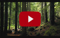 Zwitscherbox Classic Wit Huisje met Vogelgeluiden│Relaxound│art. 11ZBX0101001│geluidsfragment video in bos