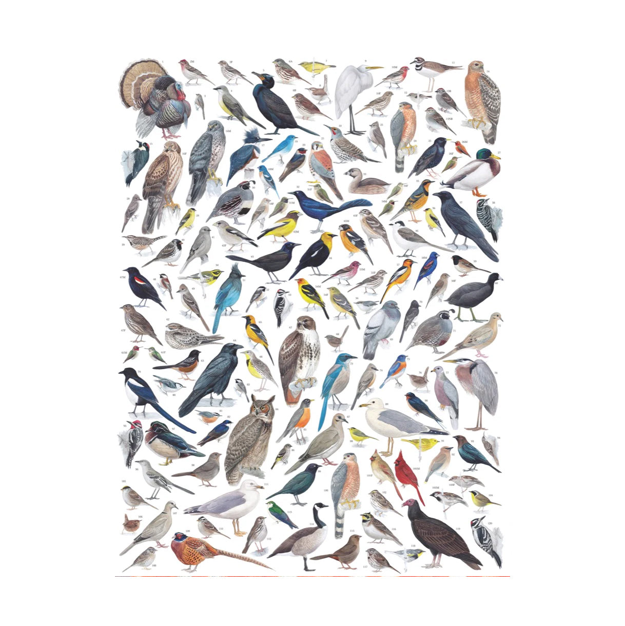 Puzzel Cornell Lab of Ornithology│Birds of Western North America│New York Puzzle Company 1000 stukjes│art. NPZCB1837│afbeelding illustratie
