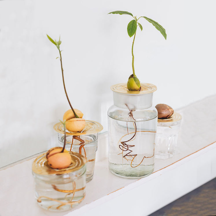 Helios Constellation│Groeischijf voor pitten en zaden│House of Thol│groep met diverse vazen en glazen