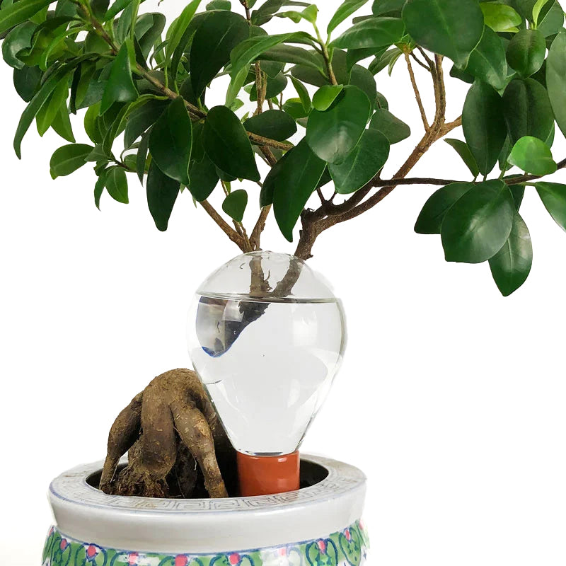 Waterworks Large│art. WWSET-L│House of Thol│in pot naast bonsai boom