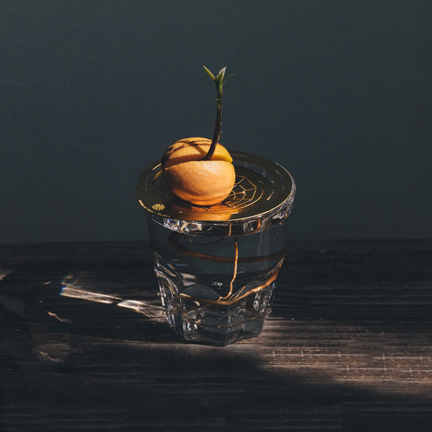 Helios Constellation│Groeischijf voor pitten en zaden│House of Thol│op glas met avodado pit