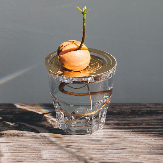 Helios Constellation│Groeischijf voor pitten en zaden│House of Thol│avocado pit met wortels