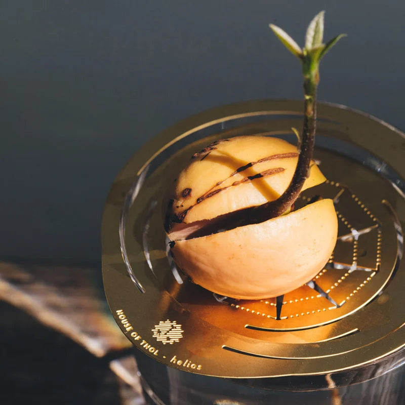 Helios Constellation│Groeischijf voor pitten en zaden│House of Thol│close-up avocado pit met stekje