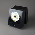 Bureaukalender Flamboyant Flowers│Bloemen│5 januari Gerbera met schaduw