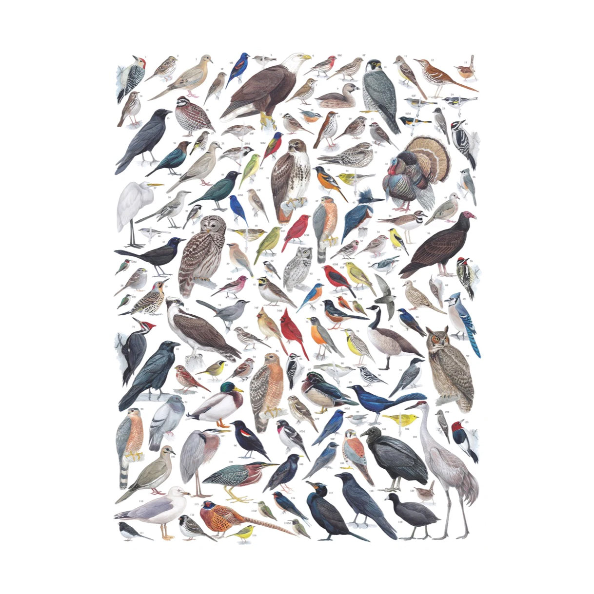 Puzzel The Cornell Lab of Ornitology│Birds of Eastern/Central North America│New York Puzzle Company│1000 pcs│art. NPZCB1836│afbeelding poster