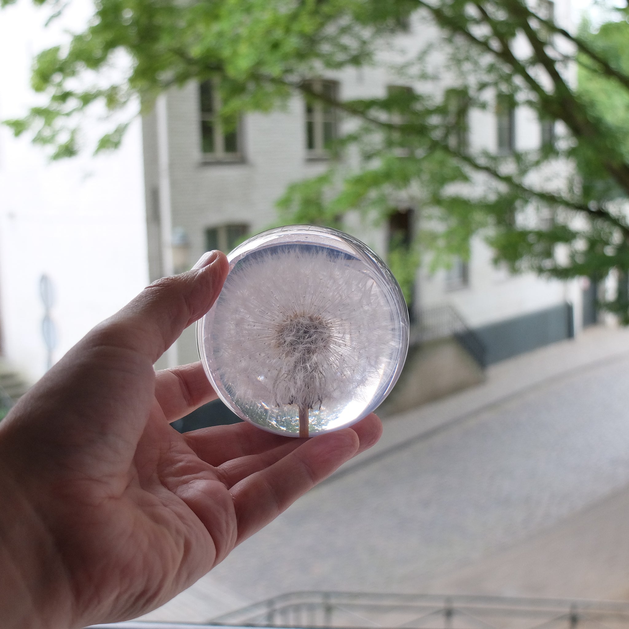 Dandelion Paperweight large│Presse papier│Hafod Grange│Paardenbloem│in hand met huis op achtergrond