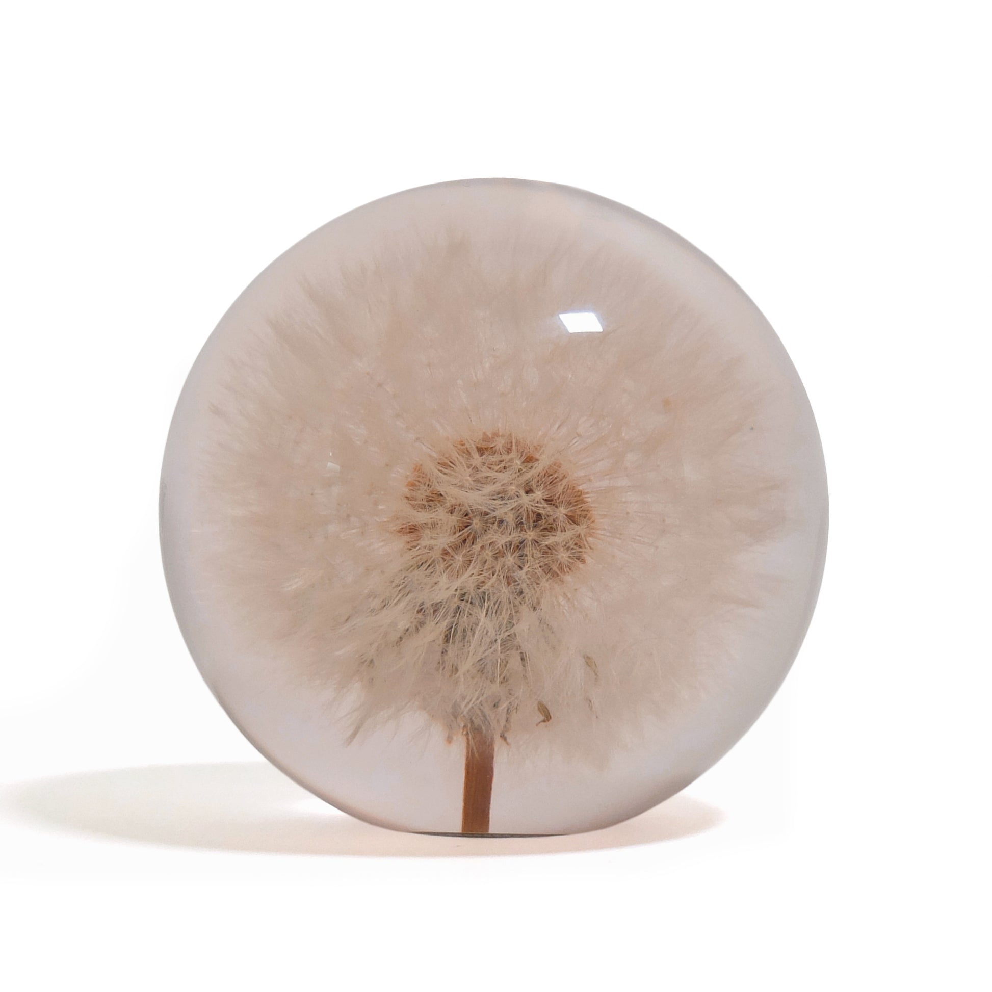 Dandelion Paperweight Hafod Grange│Paardenbloem│vooraanzicht