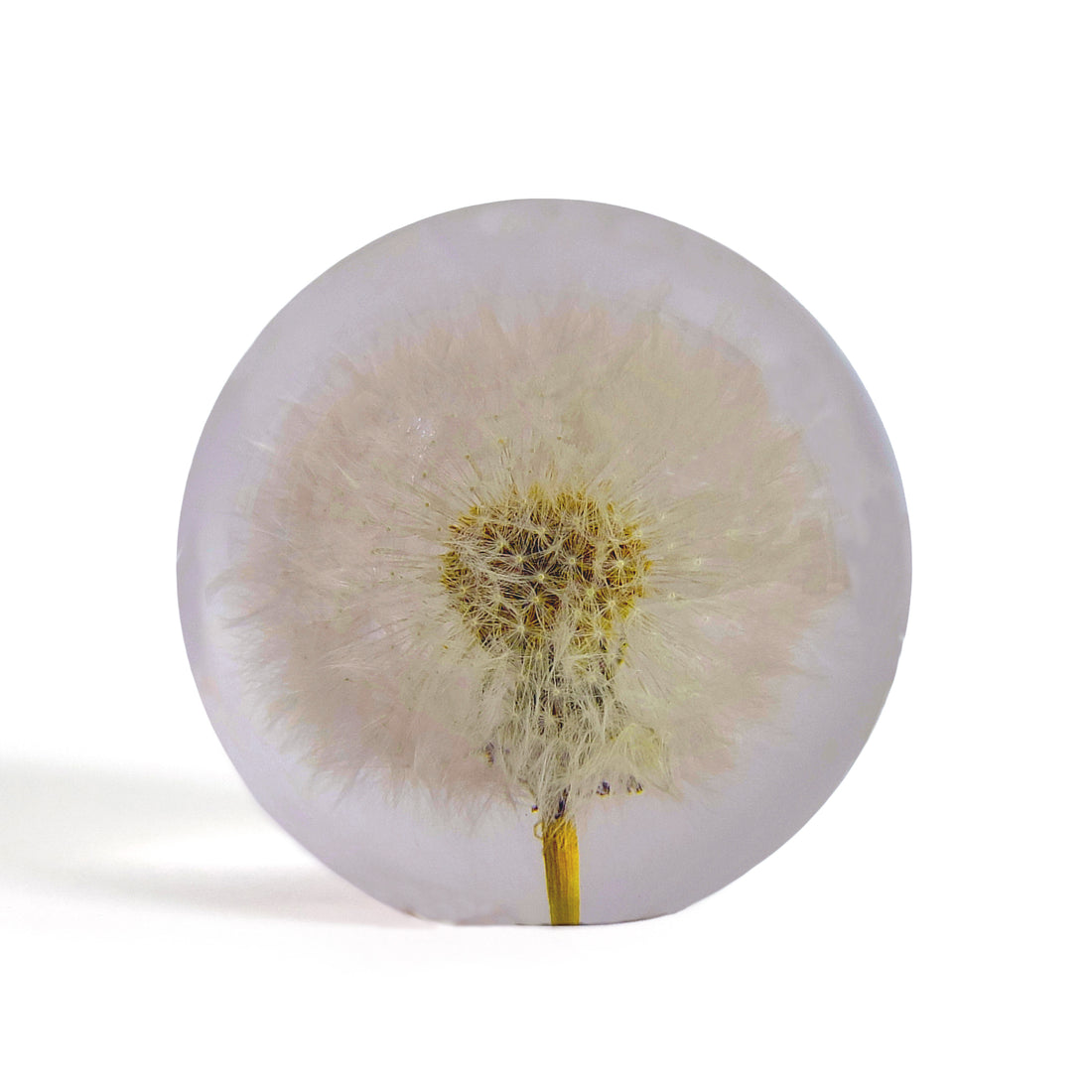 Dandelion Paperweight large│Presse papier│Hafod Grange│Paardenbloem│voorkant met witte achtergrond