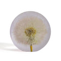 Dandelion Paperweight large│Presse papier│Hafod Grange│Paardenbloem│voorkant met witte achtergrond
