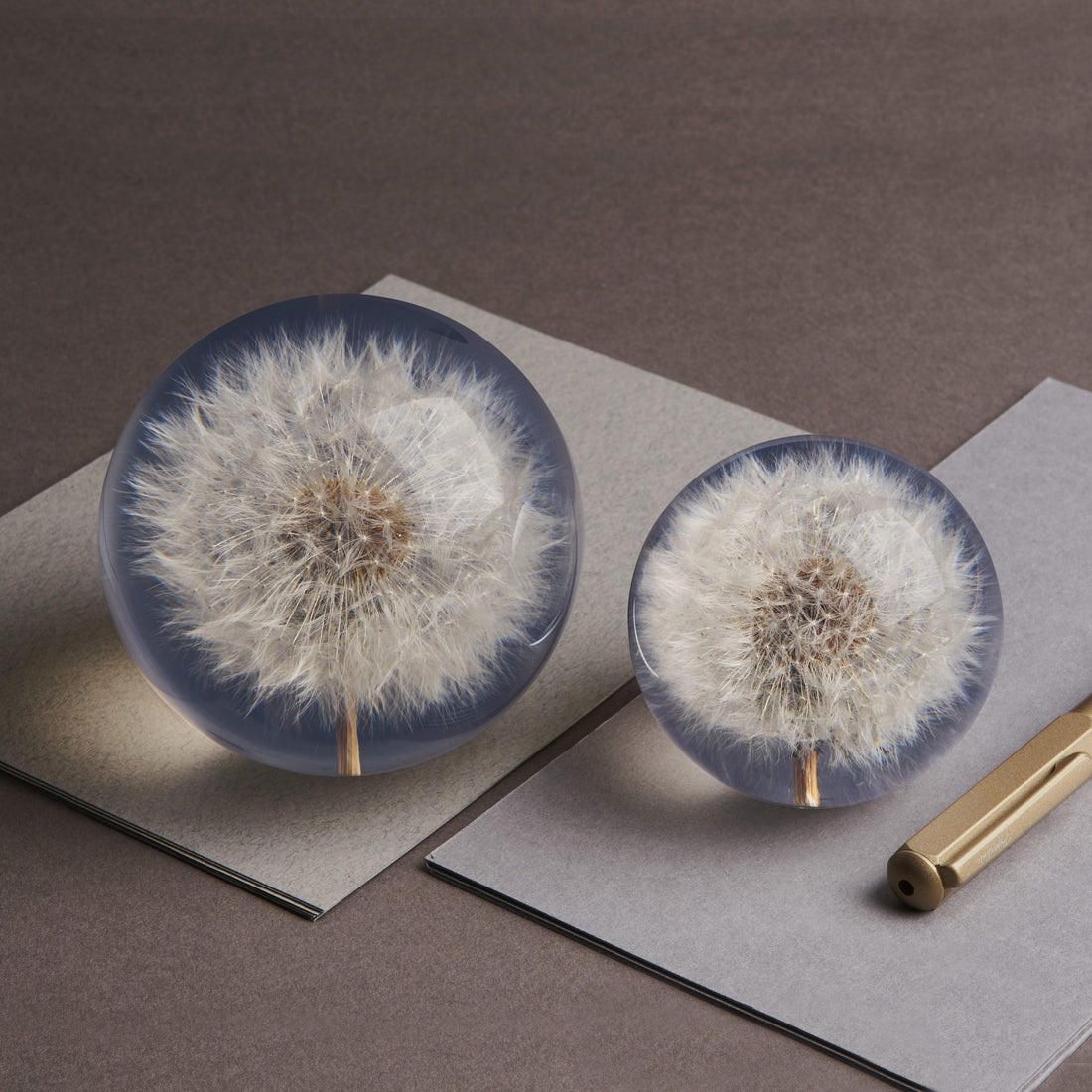 Dandelion Paperweight Small│Presse-papier Hafod Grange│Paardenbloem│Voorkant met witte achtergrond