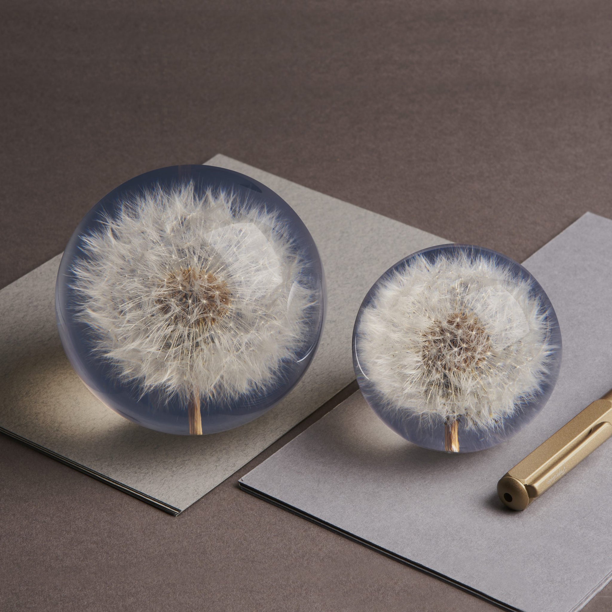 Dandelion Paperweight large│Presse papier│Hafod Grange│Paardenbloem│groot en klein op bureau