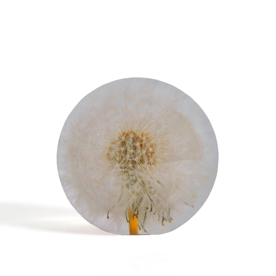 Dandelion Paperweight Small│Presse-papier Hafod Grange│Paardenbloem│Voorkant met witte achtergrond