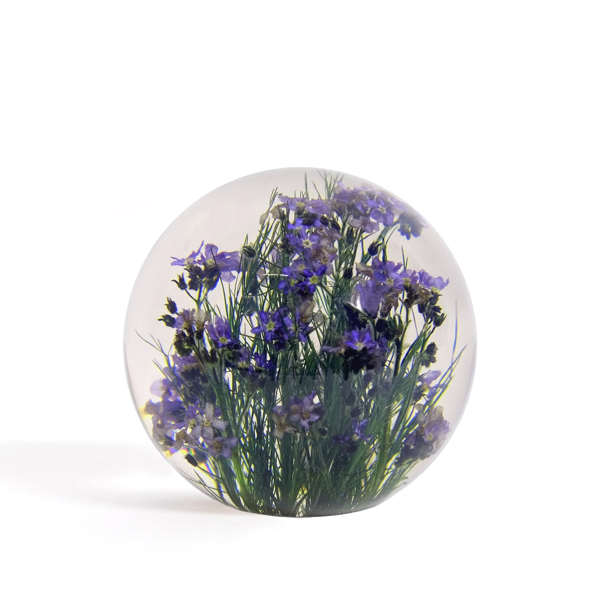 Forget-Me-Not Paperweight│Presse-Papier vergeet-me-nietjes│Hafod Grange│voorkant met witte achtergrond