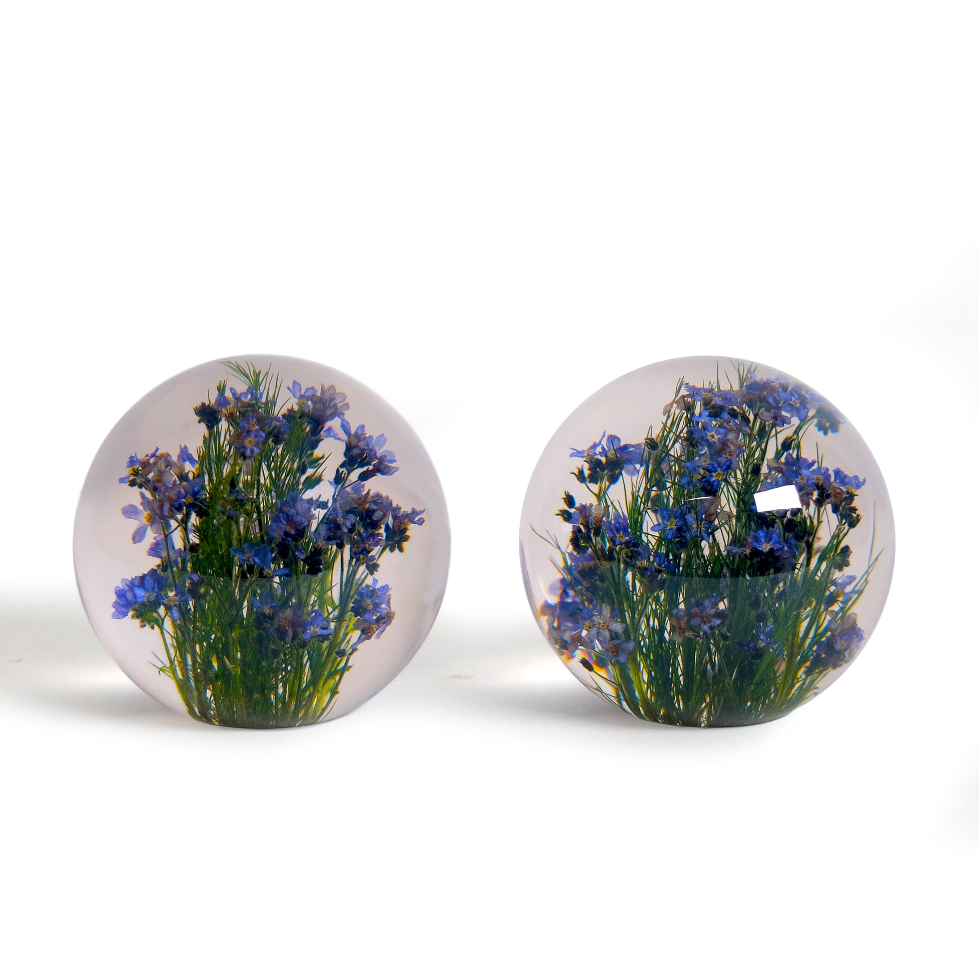 Forget-Me-Not Paperweight│Presse-Papier vergeet-me-nietjes│Hafod Grange│twee maal naast elkaar voorkant
