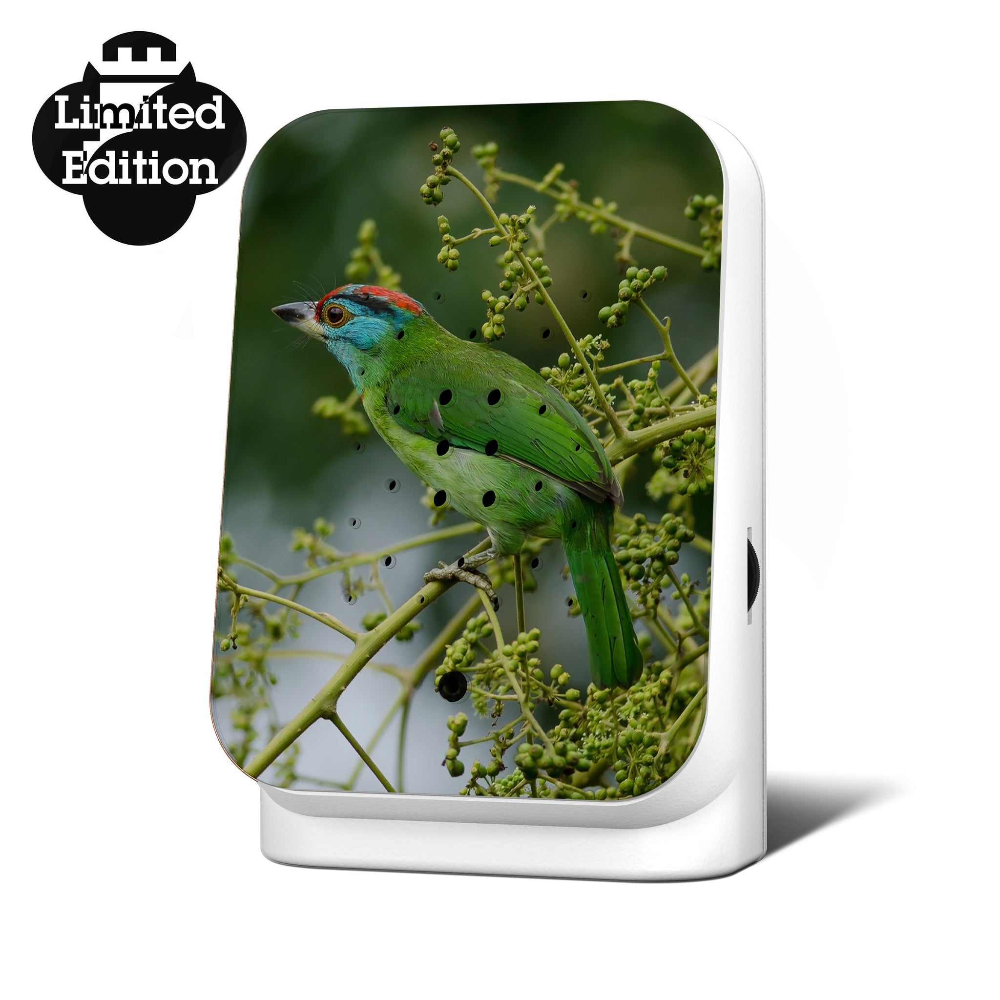 Junglebox Limited Edition Blauwkeelbaardvogel│art. 11JGL0301001│vooraanzicht met witte achtergrond