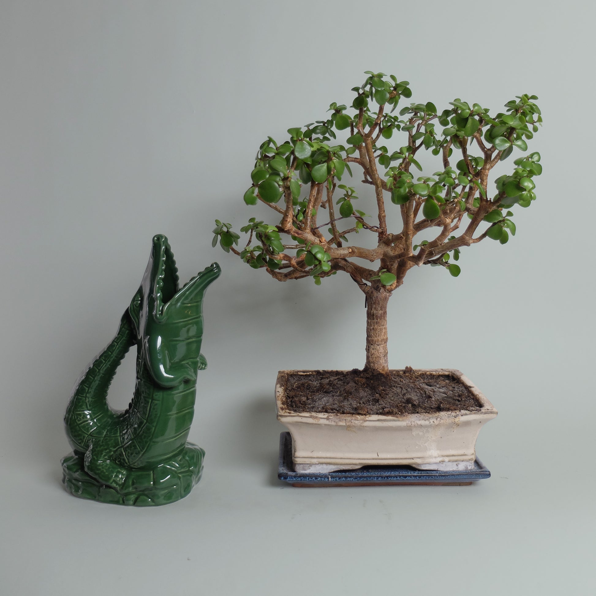 Krokigluck Waterkaraf Groen│Gluckigluck│art. G31160/GREEN/W│naast Bonsai boompje