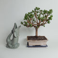 Krokigluck Waterkaraf Sage│Krokodil│Gluckigluck│art. G31160/SAGE/W│naast bonsai boompje