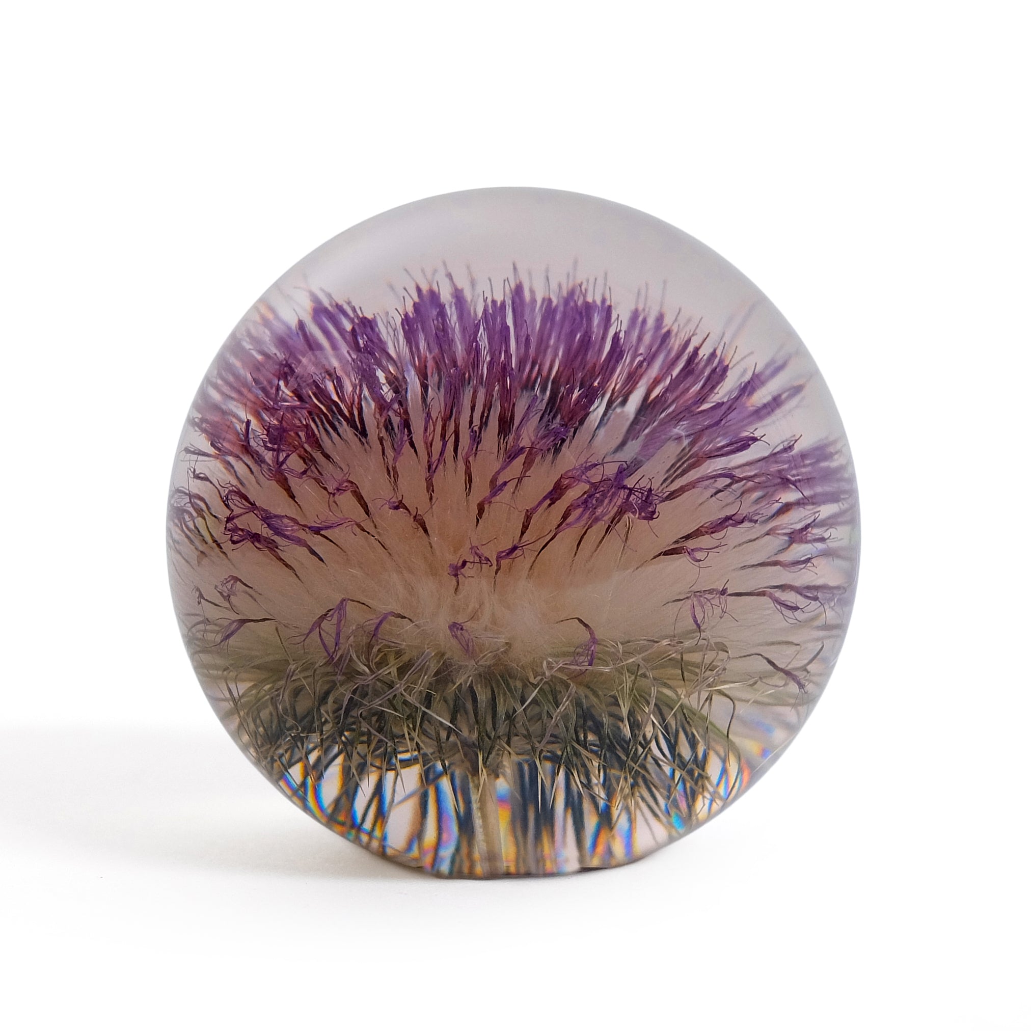 Open Thistle Paper Weight Large│Presse-Papier Distel│Hafod Grange│voorkant met witte achtergrond