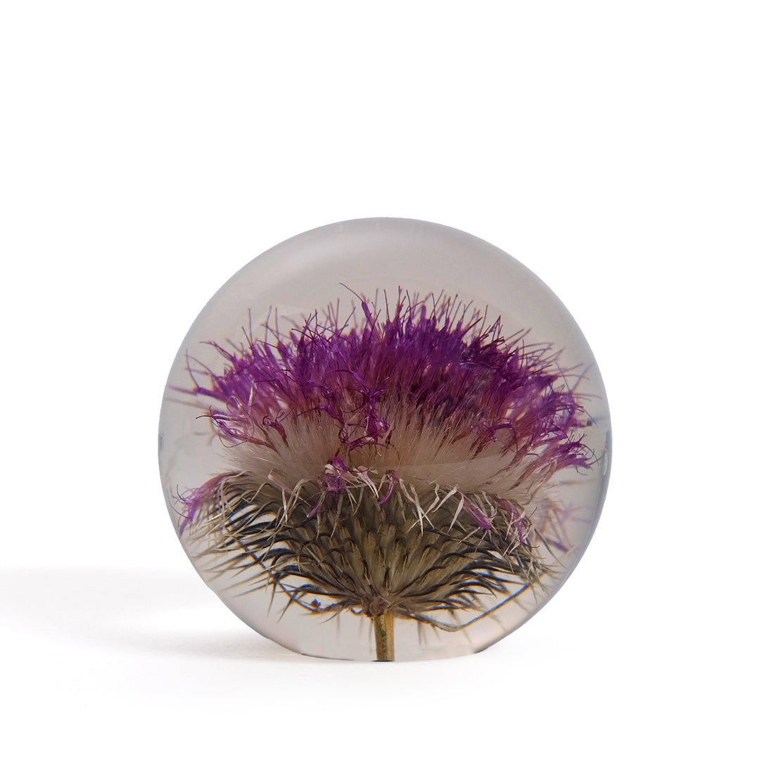 Open Thistle Paperweight Small│Hafod Grange Presse Papier│Distel│voorkant met witte achtergrond