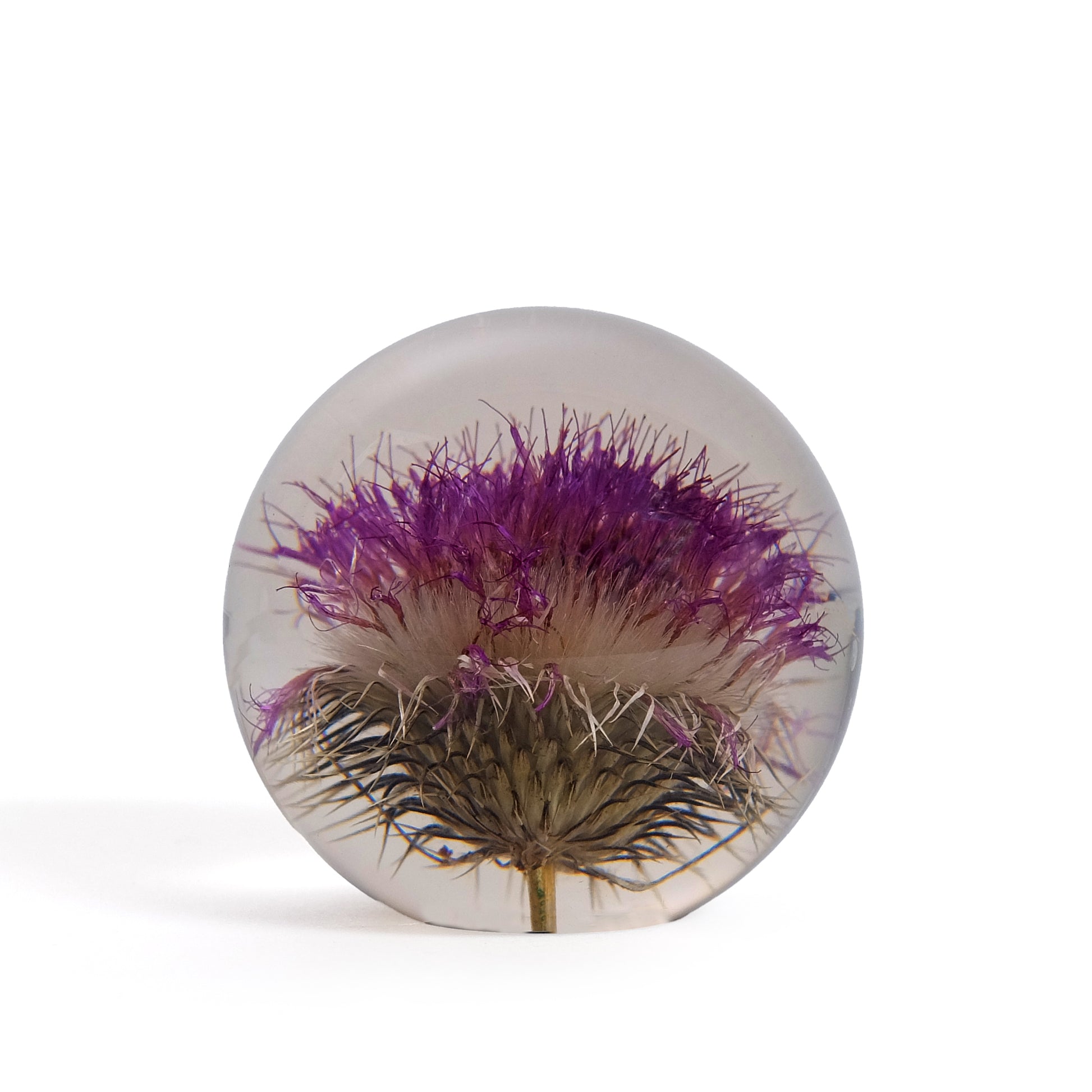 Open Thistle Paperweight Small│Hafod Grange Presse Papier│Distel│voorkant met witte achtergrond