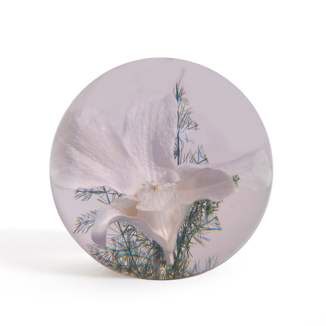 White Orchid Paperweight large│Hafod Grange│Presse-Papier witte orchidee│voorkant met witte achtergrond