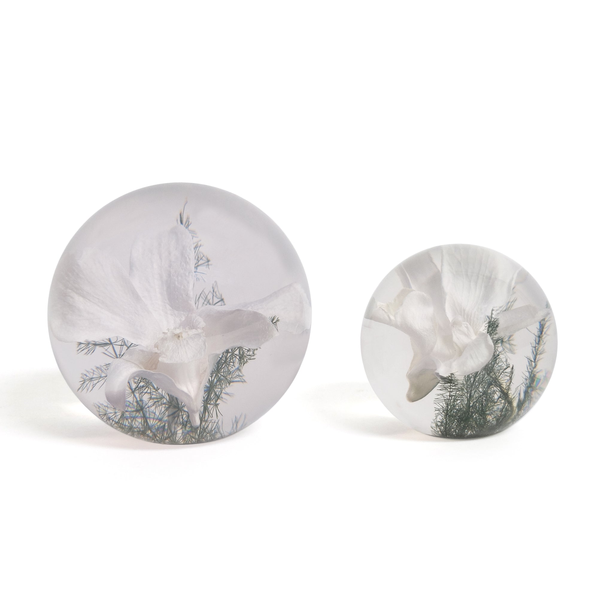 White Orchid Paperweight Small│Presse papier witte orchidee│Hafod Grange│grote en kleine versie naast elkaar