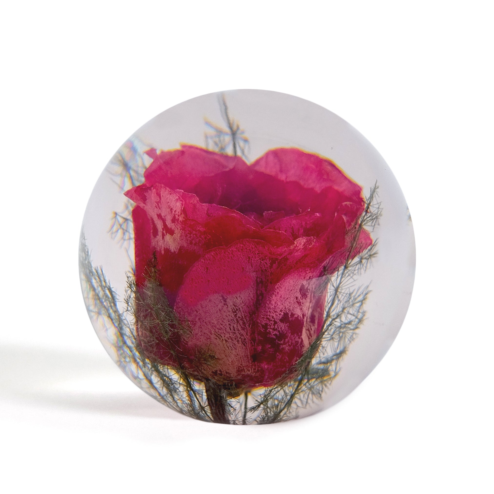 Red Rose Paperweight Large│Presse-Papier Rode Roos│Hafod Grange│voorkant witte achtergrond