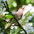 Satellitebox Nachtegaal Eiken│Relaxound│art. 11SNI0201001│vogel op tak