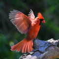 Satellitebox Rode Kardinaal Eiken│Relaxound│art. 11SRC0201001│afbeelding vogel