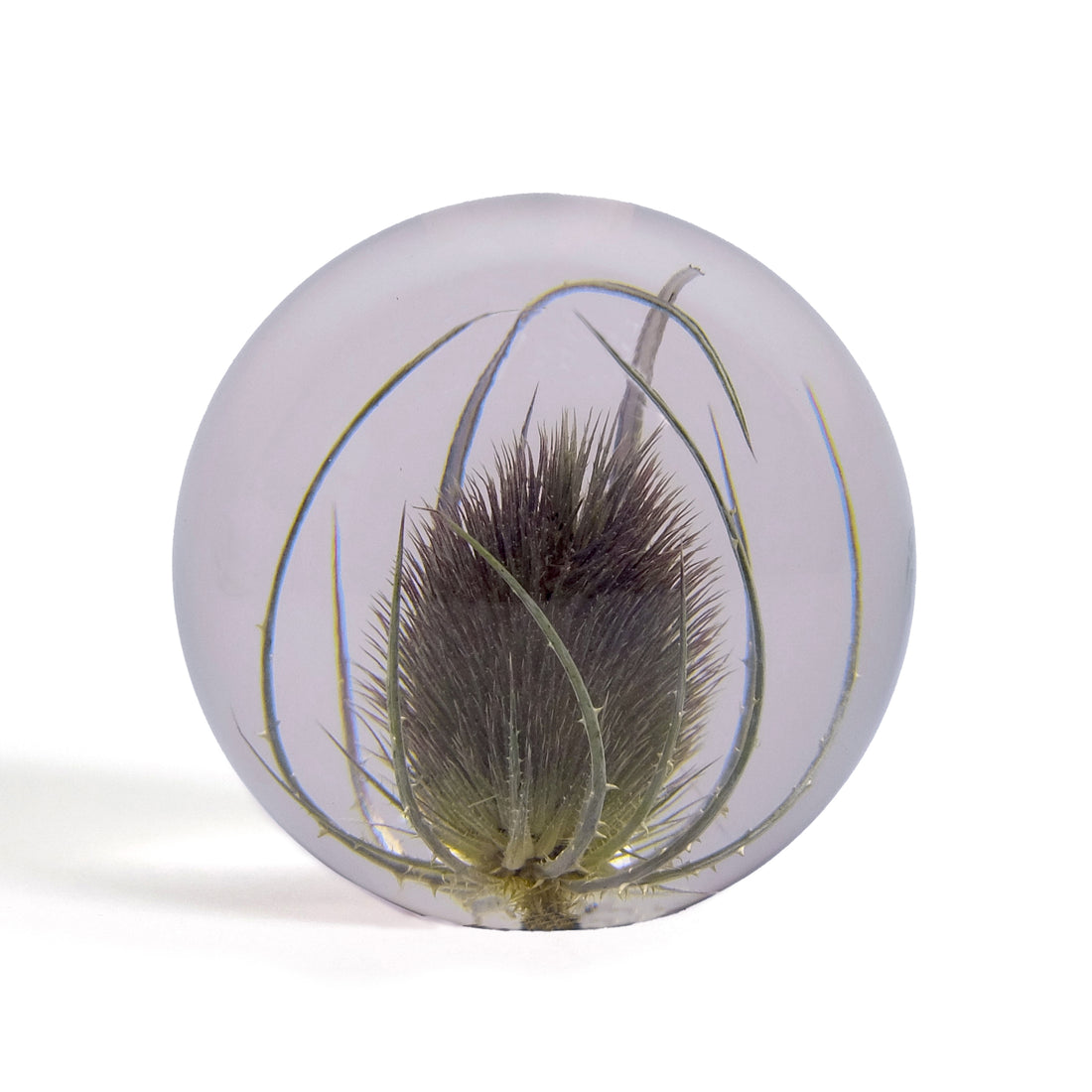 Teasel Paperweight Large│Presse-papier Kaardebol│Hafod Grange│voorkant met witte achtergrond