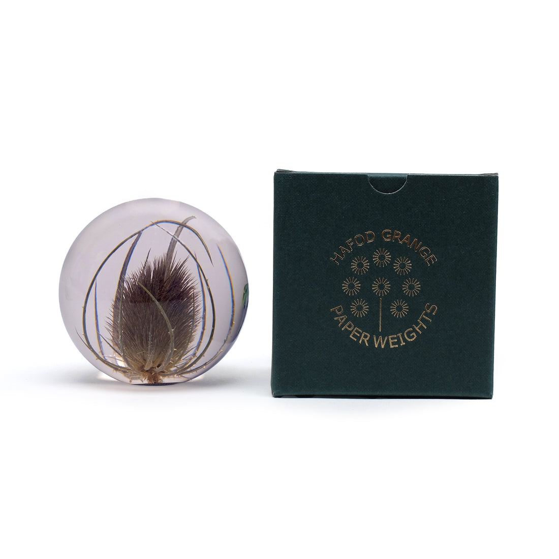 Teasel Paperweight Large│Presse-papier Kaardebol│Hafod Grange│voorkant met witte achtergrond