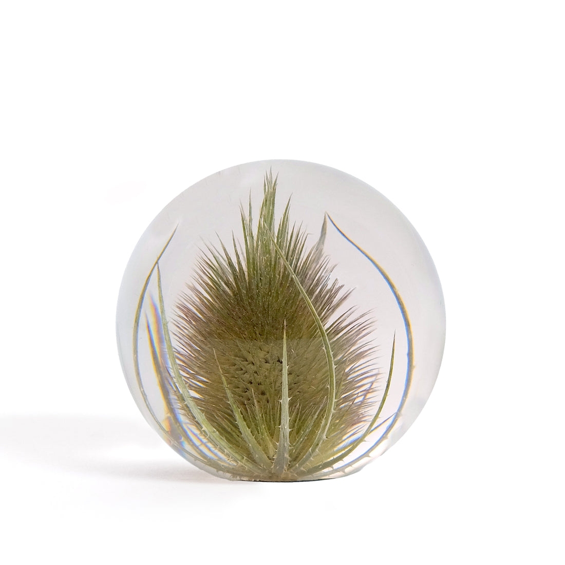 Teasel Paperweight Small│Presse-papier Kaardebol│Hafod Grange│voorkant met witte achtergrond