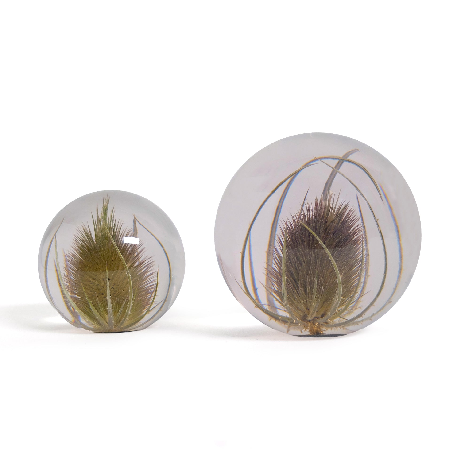 Teasel Paperweight Large│Presse-papier Kaardebol│Hafod Grange│groot en klein naast elkaar