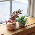 Uhmm Bowl  en  in roze op houten vernsterbank met planten en kruiden.