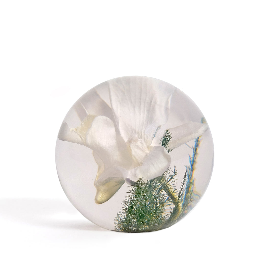 White Orchid Paperweight Small│Presse papier witte orchidee│Hafod Grange│voorkant met witte achtergrond