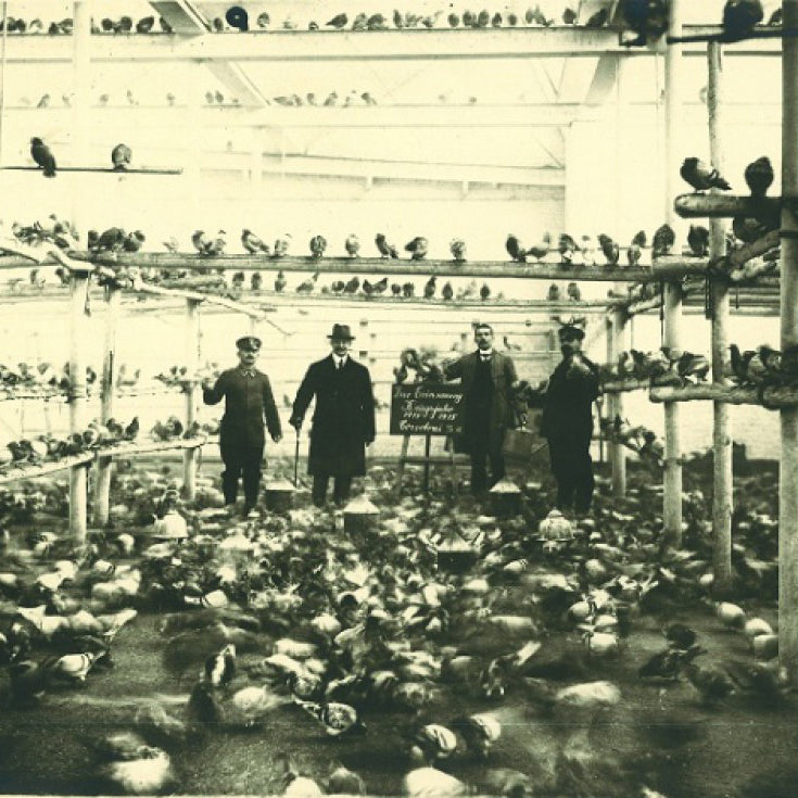 Pigeon Service Nr.20 Roze Christien Meindertsma│foto historie fabriek