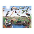 Puzzel Cornell Lab of Ornithology Spring Trail│New York Puzzel Company 1000 stukjes│art. NPZCB2267│afbeedling illustratie