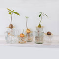 Helios Constellation│Groeischijf voor pitten en zaden│House of Thol│diverse glazen en vazen naast elkaar