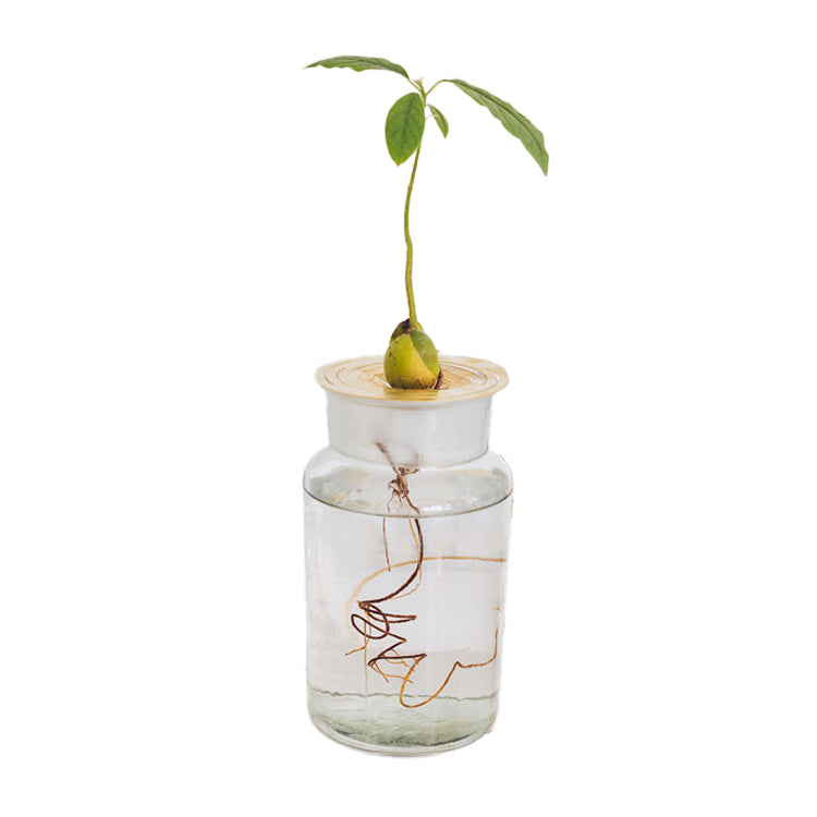 Helios Constellation│Groeischijf voor pitten en zaden│House of Thol│vooraanzicht met avocado plant