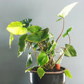 Waterworks Large│art. WWSET-L│House of Thol│in pot naast plant
