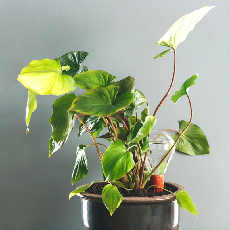 Waterworks Large│art. WWSET-L│House of Thol│in pot naast plant