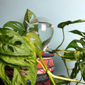 Waterworks Large│art. WWSET-L│House of Thol│in pot met glas reservoir gevuld met water