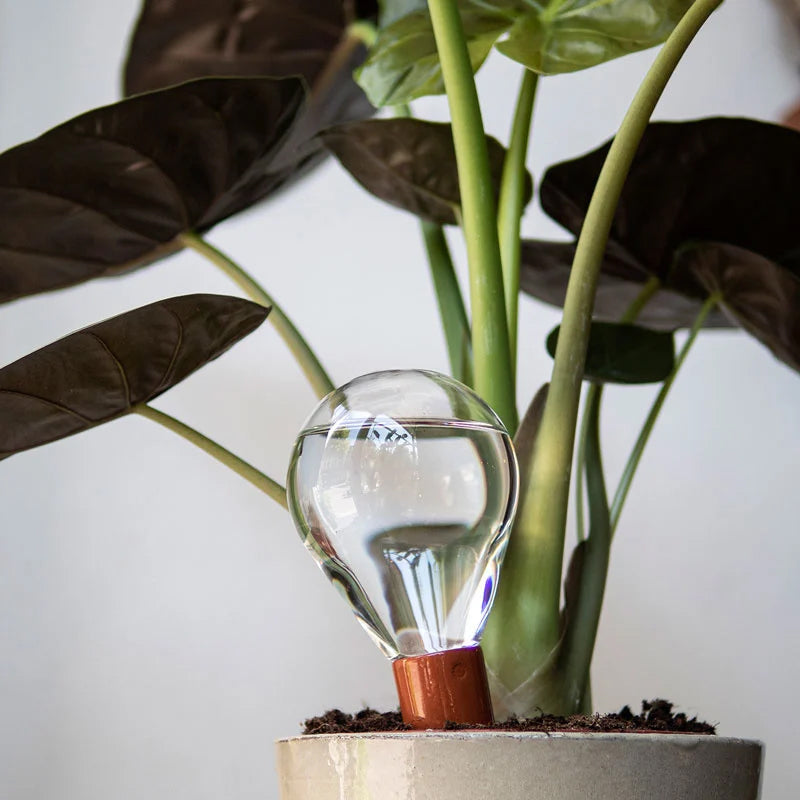 Waterworks Set • House of Thol • Waterworks is een natuurlijk bewateringssysteem voor planten. Dit ontwerp van het Nederlandse designlabel House of Thol maakt de verzorging voor je kamerplanten zeer eenvoudig. De terracotta kegel zorgt voor een continue watertoevoer aan uw planten. Het glazen reservoir laat zien wanneer hij bijgevuld moet worden.