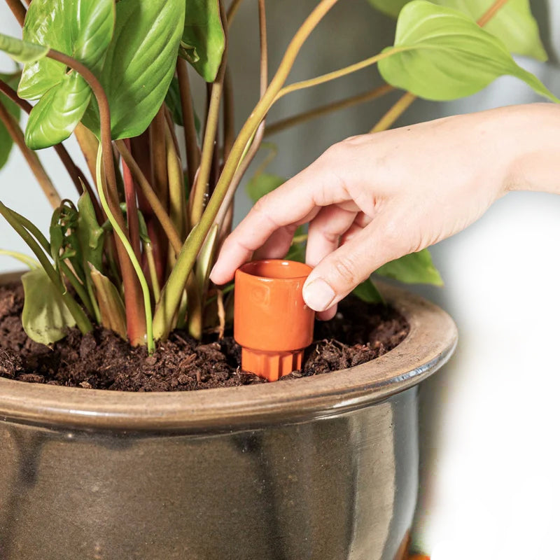 Waterworks Terracotta Kegel Small│House of Thol│in pot met aarde naast plant